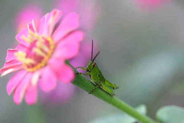 Saltamontes verde en flor — Foto de Stock