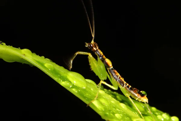在绿叶上的螳螂 — 图库照片