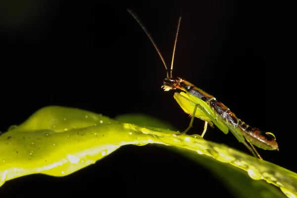 Mantis en hoja verde — Foto de Stock