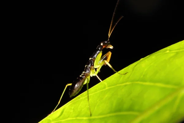 在绿叶上的螳螂 — 图库照片