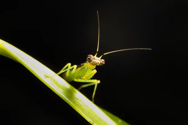 Mantis en hoja verde — Foto de Stock