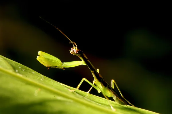 Mantis σε πράσινο άδεια — Φωτογραφία Αρχείου