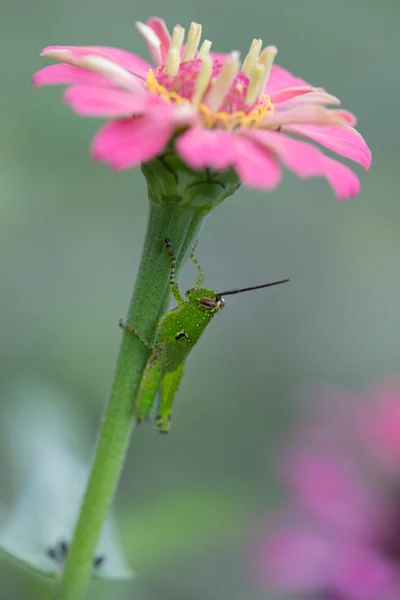 Green grasshopper on flower — Stock Photo, Image