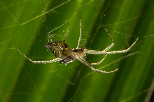 Spinne im Netz — Stockfoto