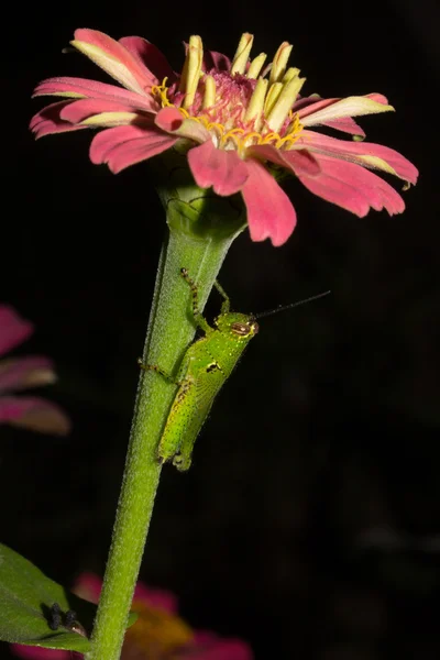 Grüne Heuschrecke auf Blume — Stockfoto