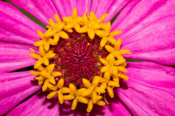 Zinnia çiçeği