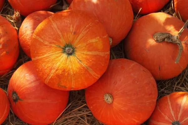 Calabazas —  Fotos de Stock