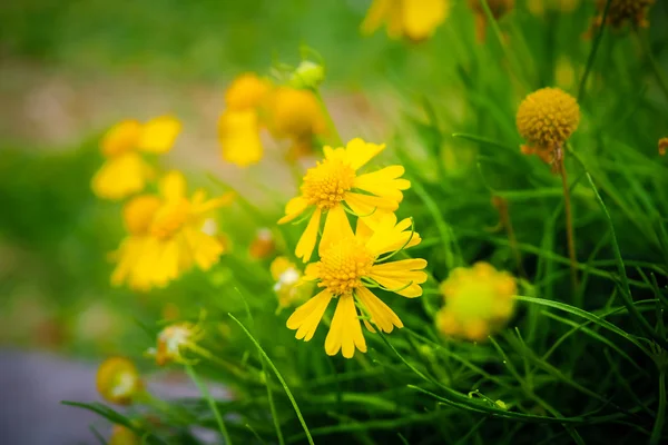 Sarı Dahlberg Daisy