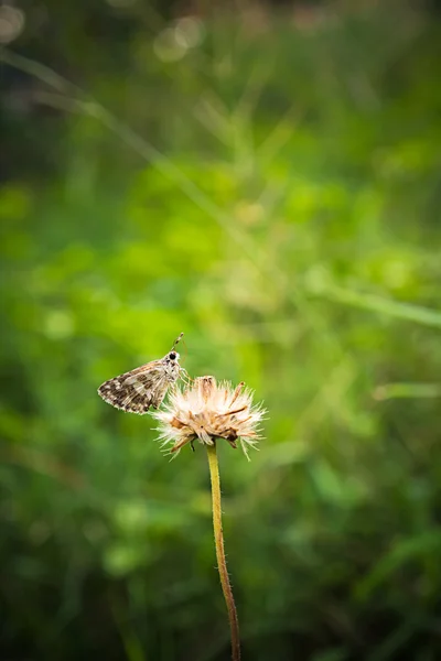 Бабочка отдыхает на растении — стоковое фото