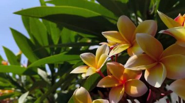 Güzel renkli çiçekler hafif esintiyle savrulur. 