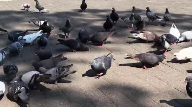 Şehir parkında uçan güvercinlerin güzel manzarası