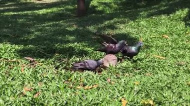 Çimen bahçesinde su damlacıkları içen güvercinler (1)