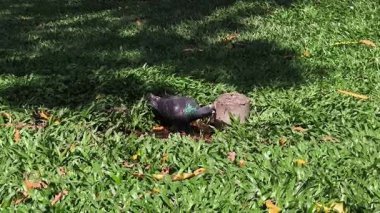 Çim bahçesinde su damlacıkları içen güvercinler (2)