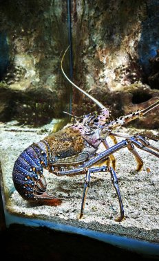 Akvaryumda renkli ıstakoz karidesi