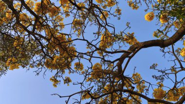 Güzel sarı bitkiler dallarıyla mavi gökyüzünün altında çiçek açarlar (3)
