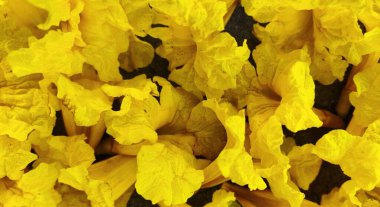 Çiçek açan güzel sarı bitkiler (3)