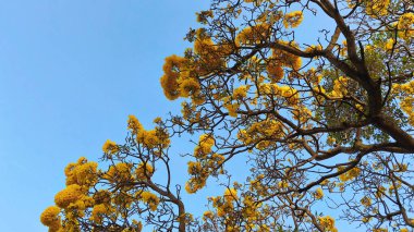 Güzel sarı bitkiler dallarıyla mavi gökyüzünün altında çiçek açarlar (1)