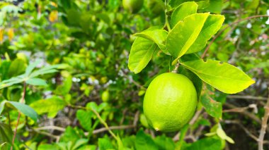 Ağaçta taze yeşil limon meyvesi (3))