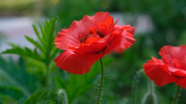 Bahçedeki saplı kırmızı çiçeğe yaklaş