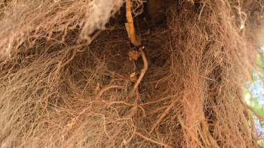 Yarasa saklanıyor ve uçmak istiyor, çalıların arasında.