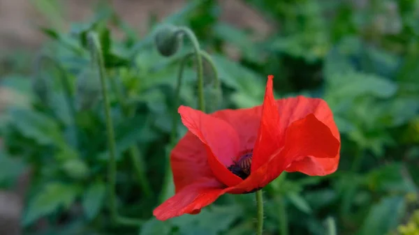ローズガーデンで素晴らしい赤い花の終わり — ストック写真