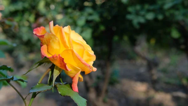 Nahaufnahme Bild Der Gelben Rose Rosengarten — Stockfoto