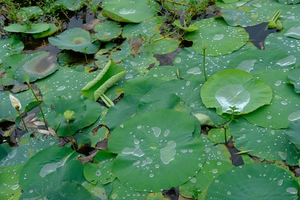 Fantastisk Utsikt Över Vattendroppar Slumpmässigt Platser Lotusblad — Stockfoto