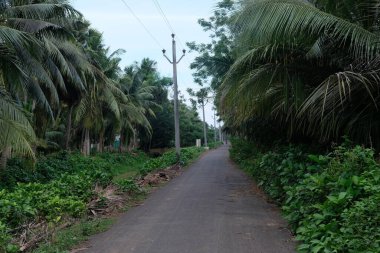 Kırsal bölgedeki boş yol, yolun iki tarafına da ağaçlar dikilmiş.