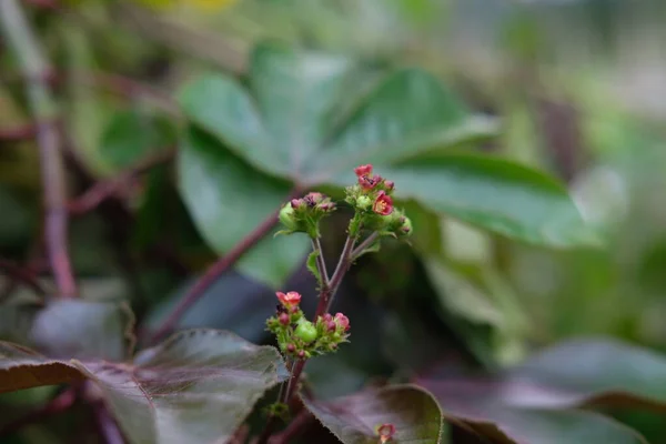 Brotes Flores Plantas Pequeñas Cubiertas Por Hojas Parque — Foto de Stock