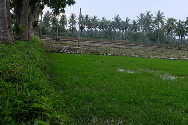 Reiswachstum Und Umgeben Von Bäumen Und Pflanzen Zur Zeit Des — Stockfoto