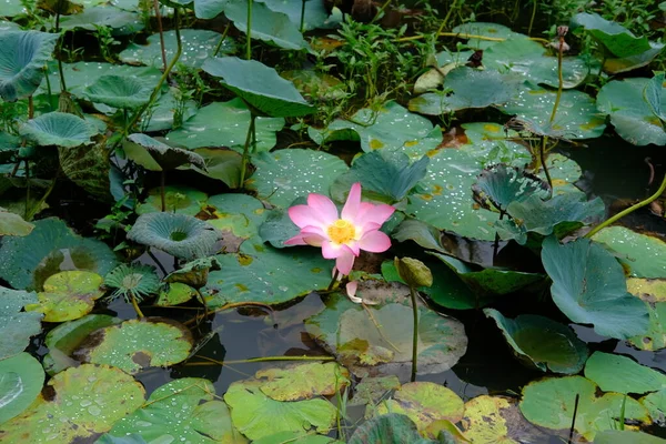 Lotus Květina Stonek Vodě Rybník — Stock fotografie