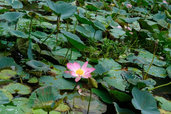 Lotus Květina Stonek Vodě Rybník — Stock fotografie