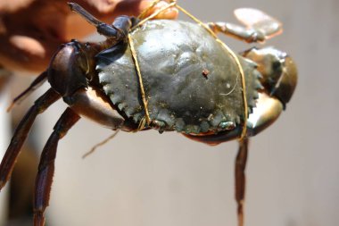 Kahverengi Yengeç bacakları bağlanmış ve geniş kanatları var.