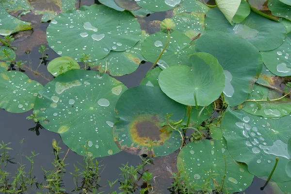 幅広の蓮の葉が水滴や水分を集め — ストック写真