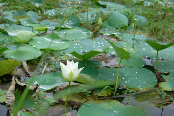 Wide Lotus Leafs Collected Water Drops Moisture Summer — Stock Photo, Image