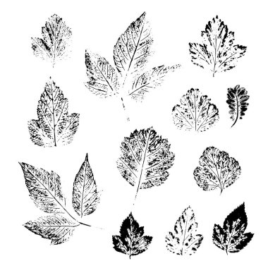 Farklı yaprakların siyah ve beyaz izleri, on iki farklı varyasyon. gerçek sayfanın ayrıntılı resmi.