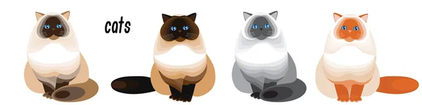 Conjunto Gatos Punto Color Persa Con Ojos Azules Cuatro Peludos — Vector de stock