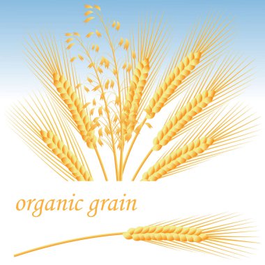 Tarımsal bir tema üzerine illüstrasyon. Mavi gökyüzüne karşı buğday, çavdar ve yulaf. hisse vektör illüstrasyonu.