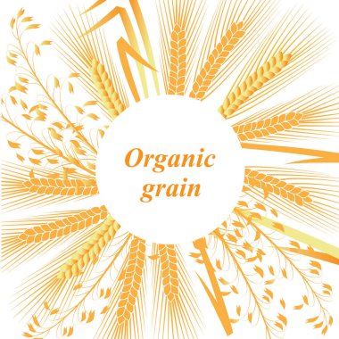 Beyaz zemin üzerinde buğday, çavdar ve yulaf var. Çemberin ortasında, yazıyla birlikte. Vektör çizimi. EPS 10. 