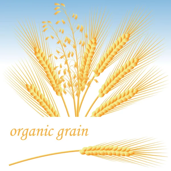 Tarımsal bir tema üzerine illüstrasyon. Mavi gökyüzüne karşı buğday, çavdar ve yulaf. hisse vektör illüstrasyonu.