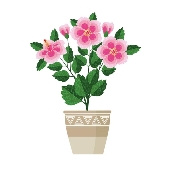 Szobanövény Nagy Rózsaszín Virágok Elszigetelt Fehér Háttér Virágzó Hibiszkusz — Stock Vector