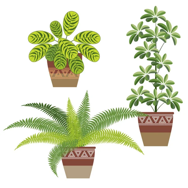 Set Indoor Decorative Plants Three Pieces Stromanthe Schefflera Ferns Flower — Stock Vector