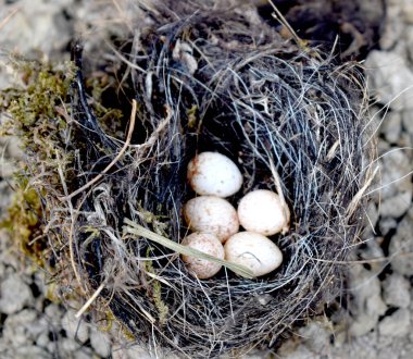 Yumurtalı Güzel Kuş Yuvası