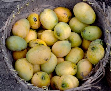 Lezzetli organik taze mango sepeti üzerinde görüntüsü