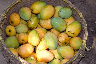 Lezzetli organik taze mango sepeti üzerinde görüntüsü