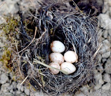 Yumurtalı Güzel Kuş Yuvası