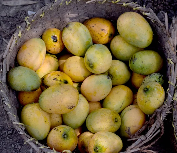 Läcker Ekologisk Färsk Mango Display Korg — Stockfoto