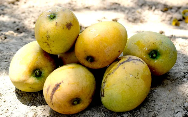 Piyasada Arka Plan Olarak Taze Mango Yığını — Stok fotoğraf