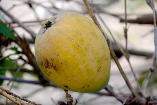 Pyszne Organiczne Świeże Mango — Zdjęcie stockowe