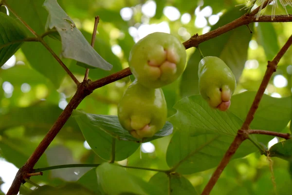 Groene Roos Appel Tak — Stockfoto